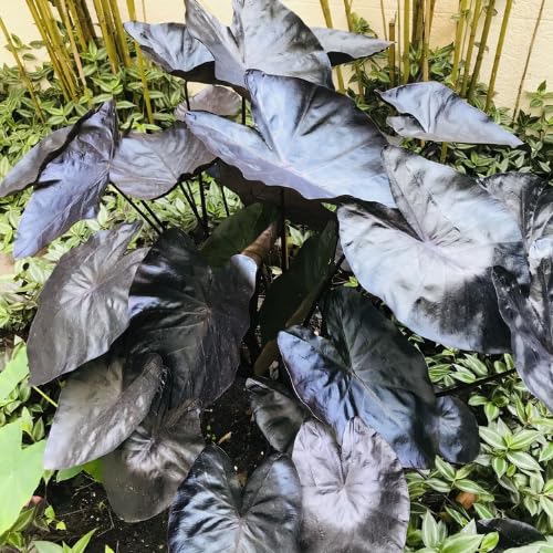 Black Colocasia Plants, 3-6" Elephant Ear Esculenta Taro Alocasia Live Plant for Outdoor Planting, Alocasia Plants Bare Root, No Pot, Live Colocasia Houseplant