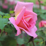 Rose Bush Live Plant - Climbing Rose Plant Live Shrub - Bareroot with Soil 7-10 Inch Tall - Fragrant Rose Flowers Heirloom Rose Shrub (Pink Yellow Rose)