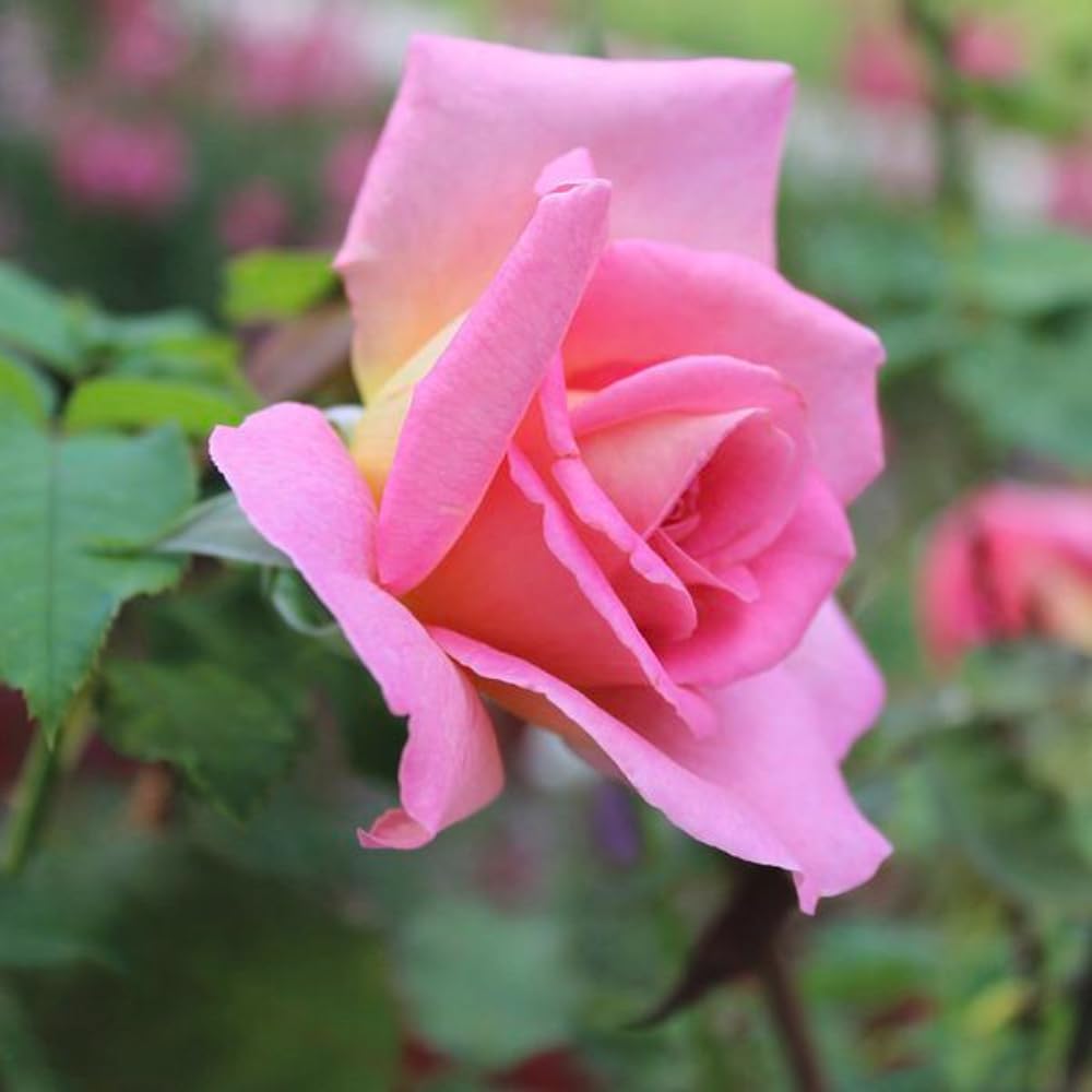 Rose Bush Live Plant - Climbing Rose Plant Live Shrub - Bareroot with Soil 7-10 Inch Tall - Fragrant Rose Flowers Heirloom Rose Shrub (Pink Yellow Rose)