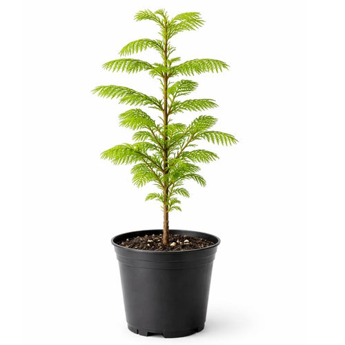 Dawn Redwood Live Plant in Quart Pot, 6-12" Tall Live Redwood Plants for Outdoor Garden