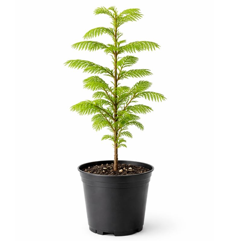 Dawn Redwood Live Plant in Quart Pot, 6-12" Tall Live Redwood Plants for Outdoor Garden
