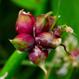 50 Egyptian Walking Onion Seeds for Planting, Hardy Perennial Vegetable Seeds, Not Bulbs, Edible Onion Herb for Home Garden Year-Round Planting