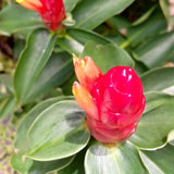 French Ginger Plant Live for Planting, Hawaiian Ginger Flower Plant, Tropical Ginger Plant Well-Rooted for Indoor Outdoor Growing, 5-9" Tall