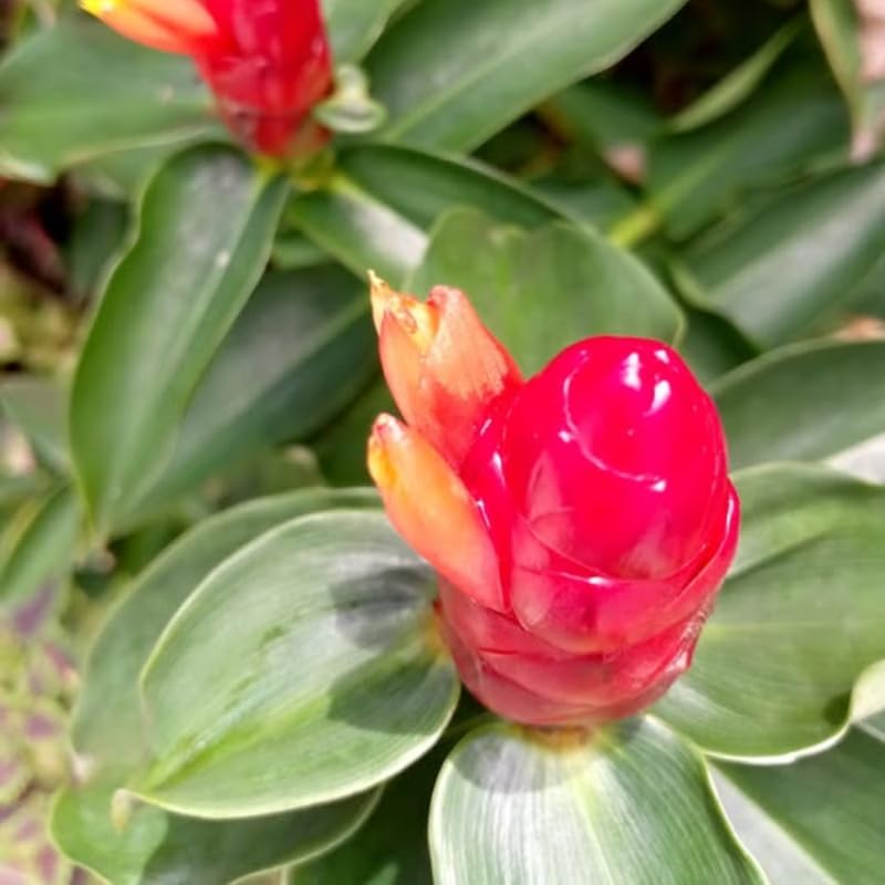 French Ginger Plant Live for Planting, Hawaiian Ginger Flower Plant, Tropical Ginger Plant Well-Rooted for Indoor Outdoor Growing, 5-9" Tall