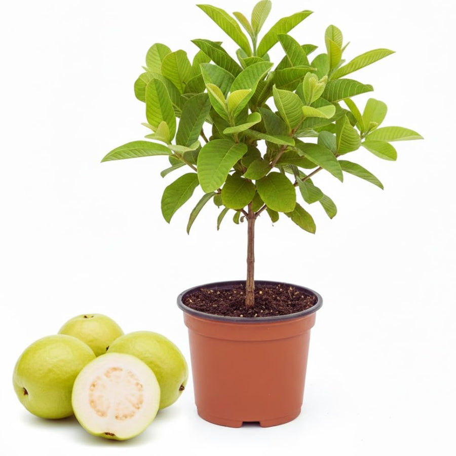 White Guava Tree Live Plant, Tropical Fruit Plant, 6 to 8 Inc Tall, 4 Inc Potted, White Flower