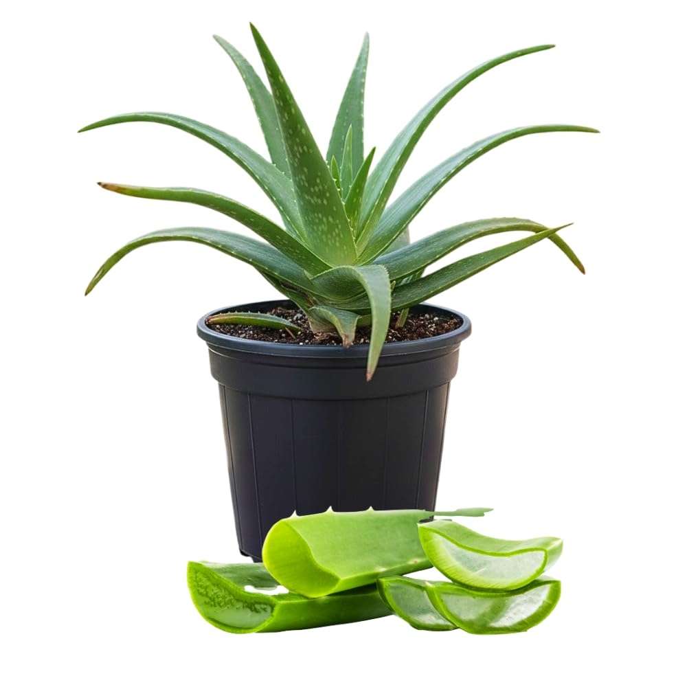Aloe Vera Live Plant, Large Aloe Succulent Plant Live, 4 Inches Pot for Indoor Outdoor Houseplant