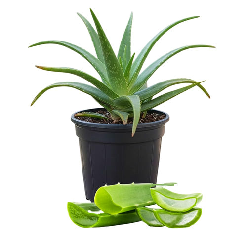 Aloe Vera Live Plant, Large Aloe Succulent Plant Live, 4 Inches Pot for Indoor Outdoor Houseplant