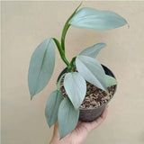 2 Rare Philodendron Live Plants Varieties Collection, Philodendrons Plants Size 5-9 Inc for Indoor Houseplant Décor, Ornamental Tropical Well-Rooted (Silver Sword Philodendron Plants)