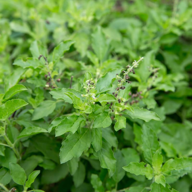 3 Holy Basil Plant Live, Tusil Basil Plants, Herb Plant, 3-5 Inch Tall for Planting