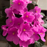 Pink African Violets Live Plants House Plants in 4" Pot, Vibrant Blooms for Indoor Décor, Home or Office, Easy to Grow