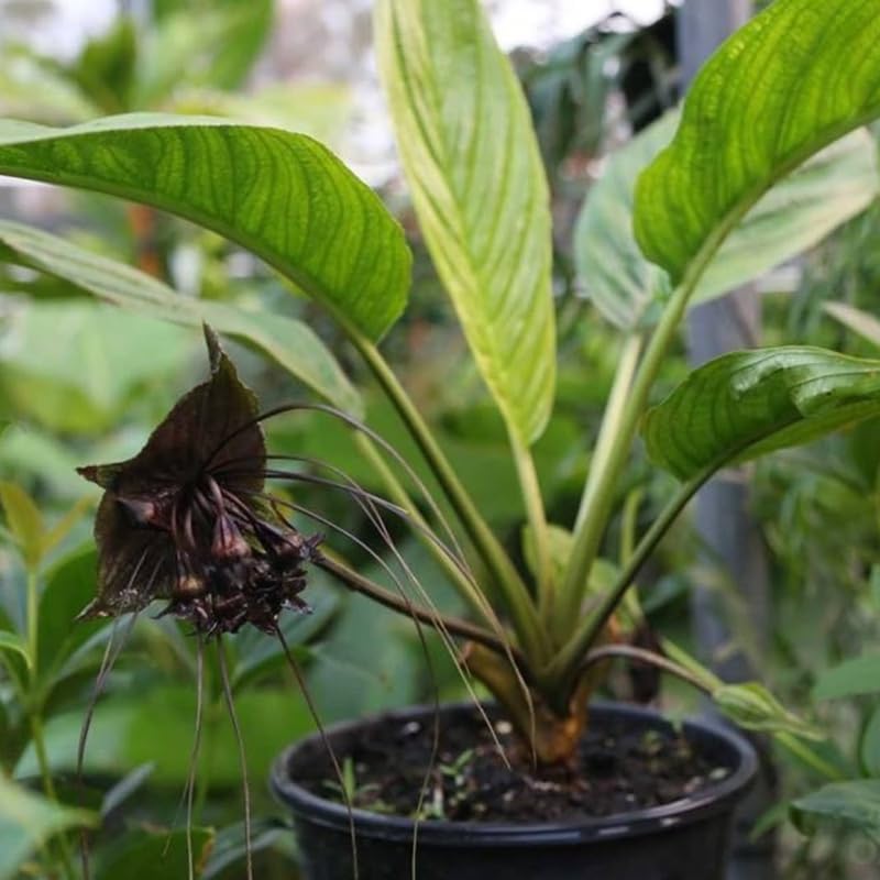 Pack 2 Black Tacca Chantrieri Plants Live, Black Orchid Bat Flower 3-6 Inches, Indoor Houseplant, Outdoor Planting