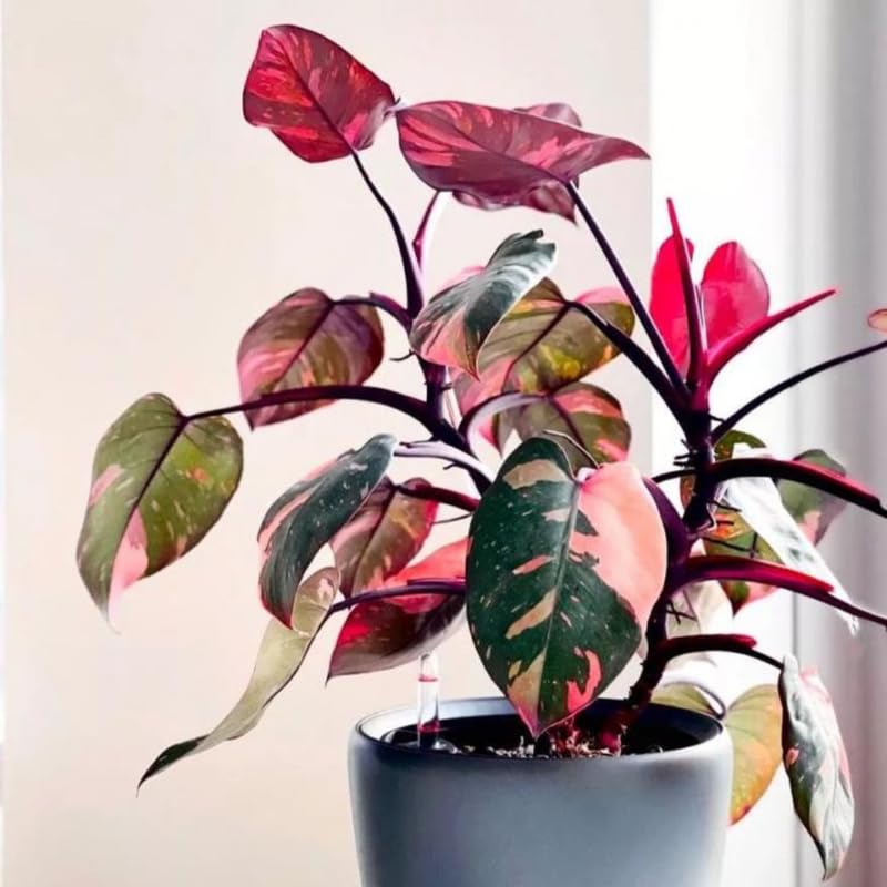 Pink Variegated Philodendron Live Plants, Unique Foliage Philodendron Plants, Rare Tropical Houseplant, No Pot, 4-8'' Tall