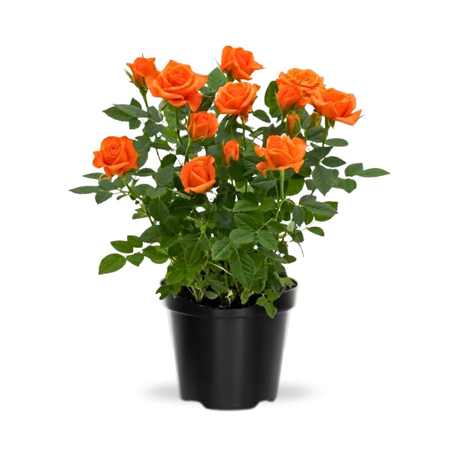Miniature Rose Plant, Live 3.5” Potted Rose, Compact, Colorful Flowering Rose Bush for Indoor Outdoor Gardens (Orange)