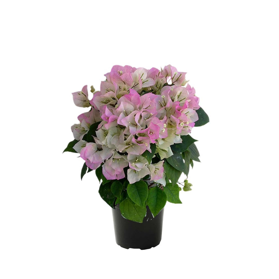 White Pink Bougainvillea Tree Live Plant, 1 Year Old Ready to Plant Outdoor, Very Hardy