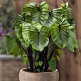 Alocasia Plant Live, Rare Elephant Ear Plant Indoor in 4 Inch Pot, Tropical Foliage, Compact Houseplant for Office, Room and Home Décor - Purple Black Vein