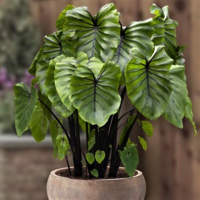 Alocasia Plant Live, Rare Elephant Ear Plant Indoor in 4 Inch Pot, Tropical Foliage, Compact Houseplant for Office, Room and Home Décor - Purple Black Vein