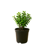 Jade Succulent Live Plant, Rare Succulent Plant in 2 Inches Pot, Ready to Grow House Plant