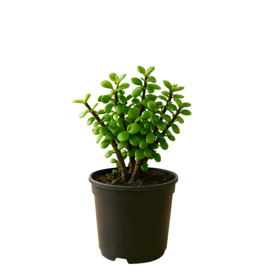 Jade Succulent Live Plant, Rare Succulent Plant in 2 Inches Pot, Ready to Grow House Plant