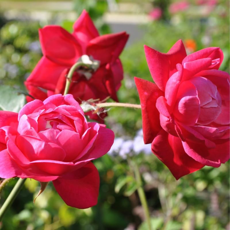 Climbing Bush Roses for Garden, Fragrant and Hardy Rose Plants for Outdoor Planting, No Pot, 5 to 9 Inc Tall Starter Plant Well-Rooted, Hot Pink Blooms