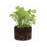 Live Cilantro Plant, Cilantro Herb Vegetable, 4-7 Inches Tall, 4 Inch Pot for Growing