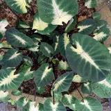 Dark Green Yellow Colocasia Plants, 3-6" Elephant Ear Esculenta Taro Alocasia Live Plant for Outdoor Planting, Alocasia Plants Bare Root, No Pot, Live Colocasia Houseplant