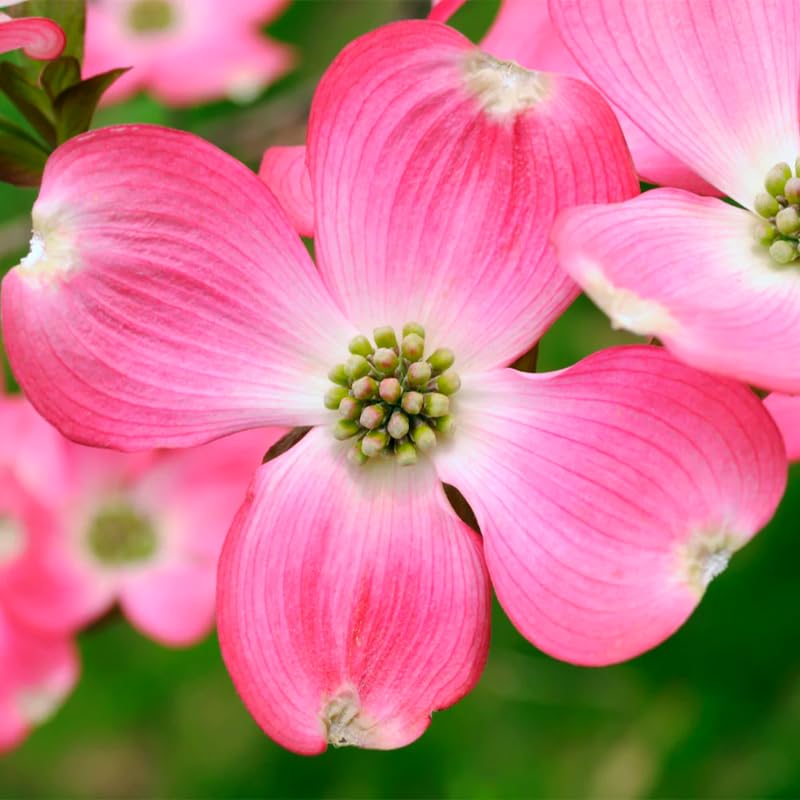 Pack 2 Pink Dogwood Trees Shrubs Bushes, 6-12" Dogwood Trees Live Plants for Planting Outside, Flowering Dogwood Trees Plants, Dormant
