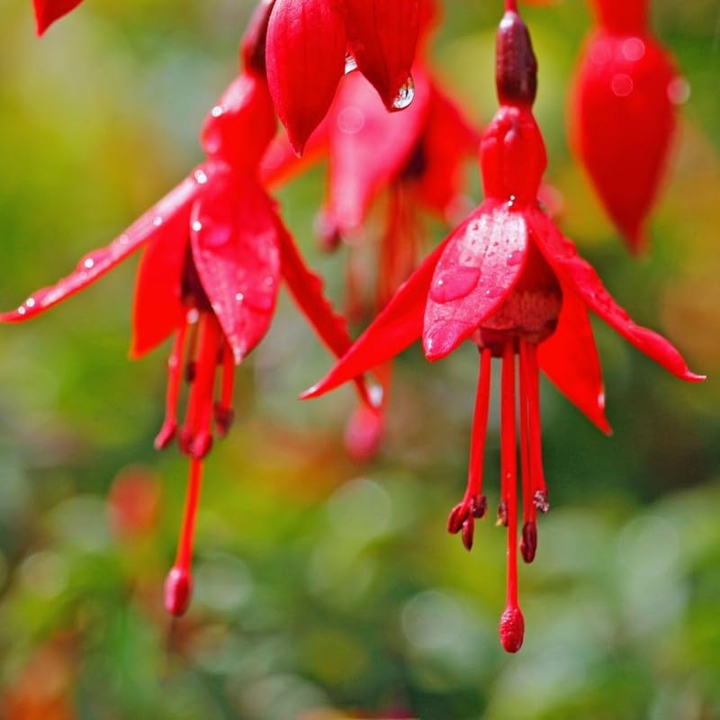 2 Fuchsia Plants Live, Red Fuchsia Plants Live, 5 to 7 Inc Tall, Live Fuchsia Plants, Fuchsia Flower Plants Hardy Fuchsia Plants