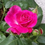 Magenta Mini Rose Plant Live, Miniature Rose Bush in 3" Pot, Indoor Outdoor Flowering Plant, Compact Live Rose for Gifts and Gardens