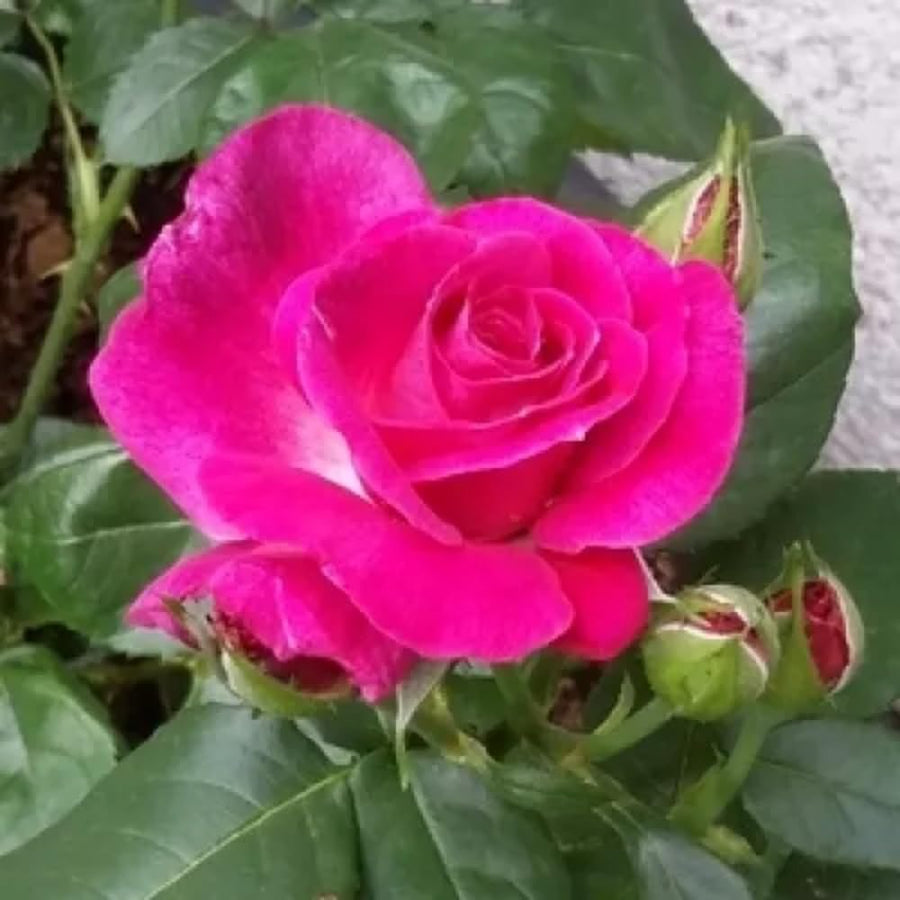 Magenta Mini Rose Plant Live, Miniature Rose Bush in 3" Pot, Indoor Outdoor Flowering Plant, Compact Live Rose for Gifts and Gardens