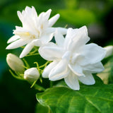 Maid of Orleans Jasmine Plant, Fragrant Jasmine Flower Vine 4-8 Inches Well Rooted for Container, Hanging Basket Growing