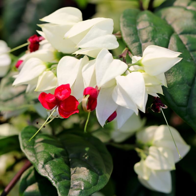 Set 2 Bleeding Heart Vine 5-9 Inc Tall, Clerodendrum Bleeding Heart Plants Live for Planting, Bleeding Heart Flowers (Red Purple Bleeding Heart Vine)