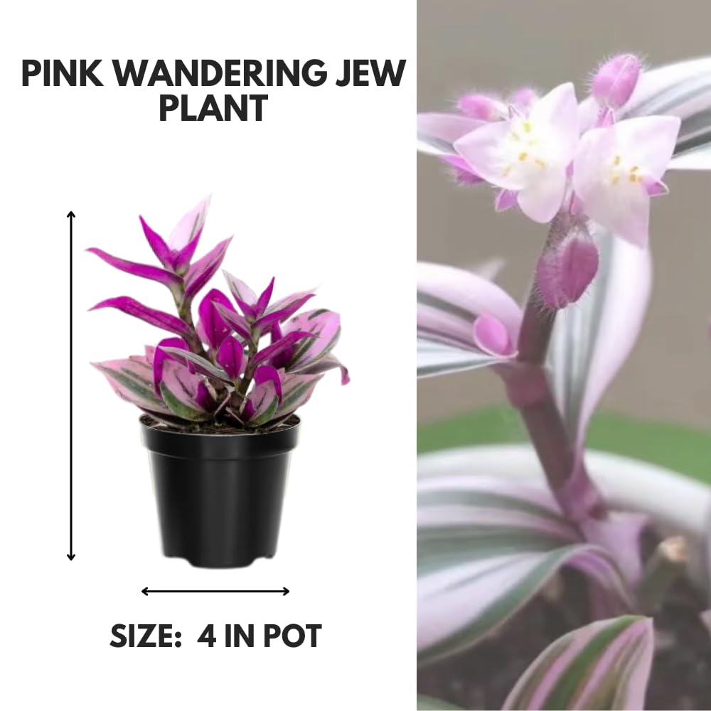 Pink Wandering Jew Live Plant, Tradescantia Nanouk Live Houseplant, Rare Nanouk Pink Wandering Jew Live Plants Indoor (4 Inch Pot)