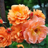Light Red-Orange Climbing Roses Live Plants 7 Months Old, Rose Bushes Ready to Plant 5-9" Tall, Very Fragrant, Can Grow As Climber or Bush Tree or Trellises, Walls, Fences