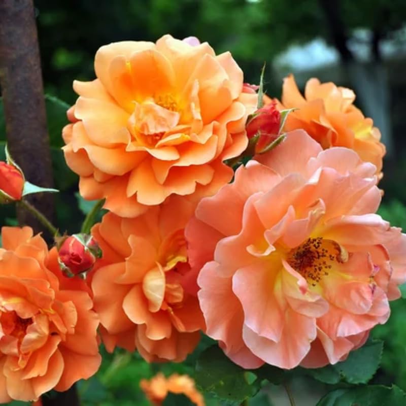 Light Red-Orange Climbing Roses Live Plants 7 Months Old, Rose Bushes Ready to Plant 5-9" Tall, Very Fragrant, Can Grow As Climber or Bush Tree or Trellises, Walls, Fences