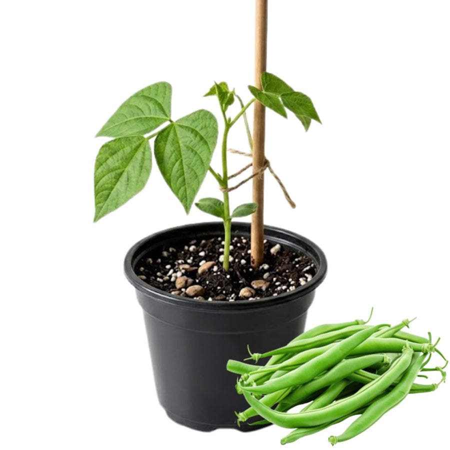 2 PPP Green Beans Plant Live, 4 to 6 Inches Tall, Green Bean Plants Live for Planting, Potted Vegetable Starter Plants for Home Gardens