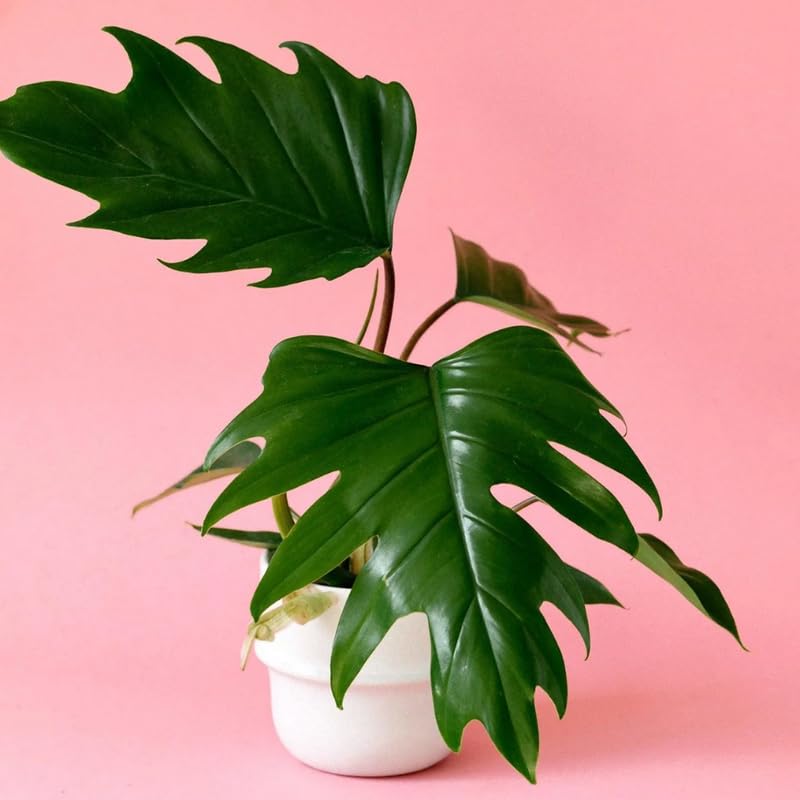 2 Rare Philodendron Live Plants Varieties Collection, Philodendrons Plants Size 5-9 Inc for Indoor Houseplant Décor, Ornamental Tropical Well-Rooted (Finger-Like Foliage Philodendron Plants)