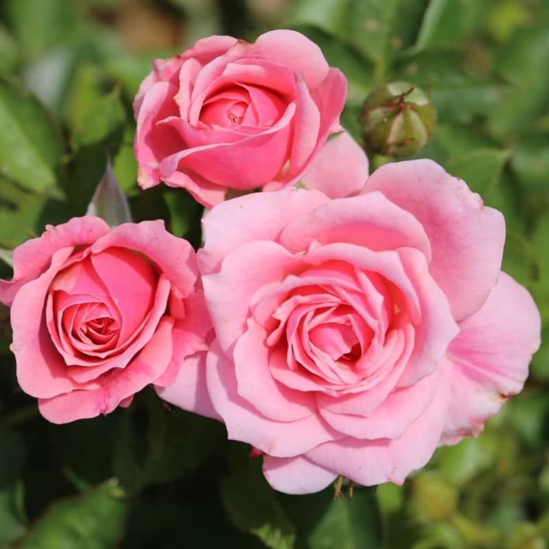Rose Plant Live Ready to Grow Outdoor Indoor, 5-9 Inc Tall, Heirloom Rose Bush Live Plant for Planting, Fragrant Flowers Vibrant Blooms (Pink Rose)