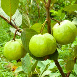 Sweet White Guava Tree Live Plant, 8-10" in Tall Tropical Fruit Tree, Zones 9-11 for Outdoor Indoor Planting
