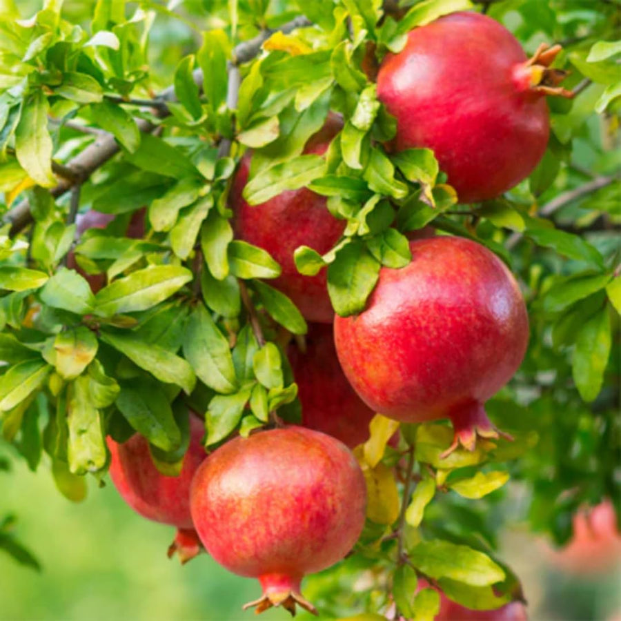 Red Pomegranate Tree Plant Live in 4" Pot, Sweet Red Pink Color for Spring Planting