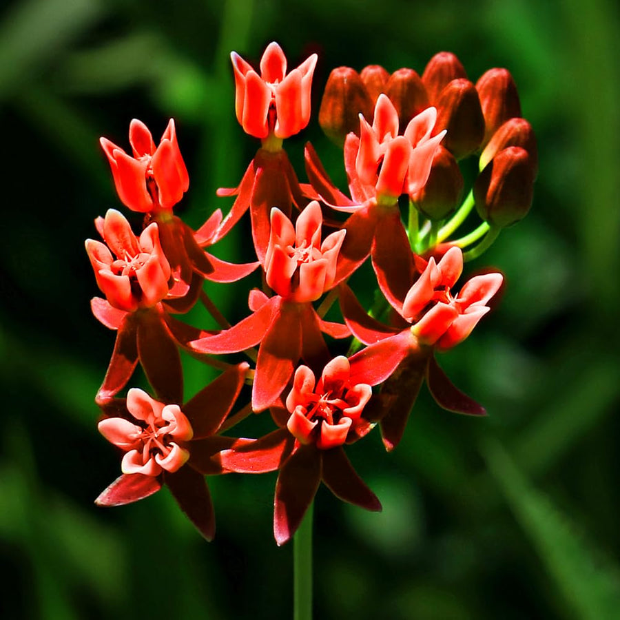 2 Mikweed Live Plants, Asclepias Tuberosa Perennial Flowers Plants, Tropical Butterfly Milkweeds 4-8 Inch for Outdoor Garden (Deep Red)