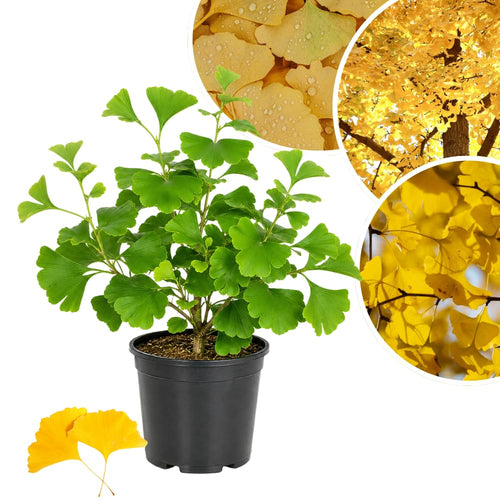 Ginkgo Tree Live Plant in Quart Pot, Perennial Ginkgo Tree Live Plant, Colorful Leaves, 8-10 Inches Tall for Outdoor Planting