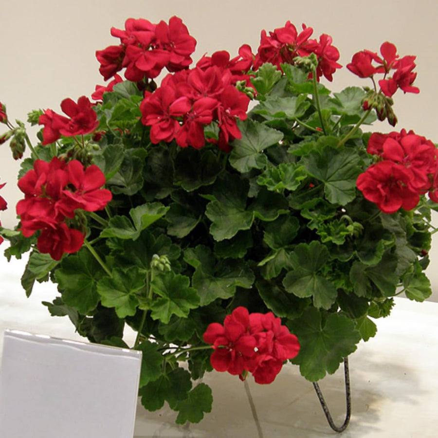 6 Geranium Plants Live, Red Geranium Flower Plants Indoor and Outdoor, 5 to 7 Inches Tall