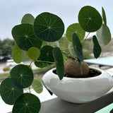 Already Sprouts Stephania Cephalantha Plant Bulb, Various Size Caudex, Rare Succulent with No Hair Roots, Home Decor, Houseplant, Cold Hardy (Large 3-3.5" Caudex)