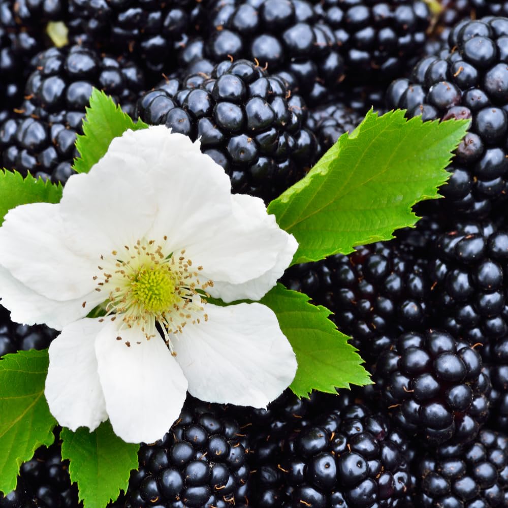Black Berry Plant, Black Berry Bushes Live Plant, 2 to 3 Feet Vine, Sweet Blackberries Fruit Seedling, Hardy Fruit Bearing Shrubs for Outdoor Planting