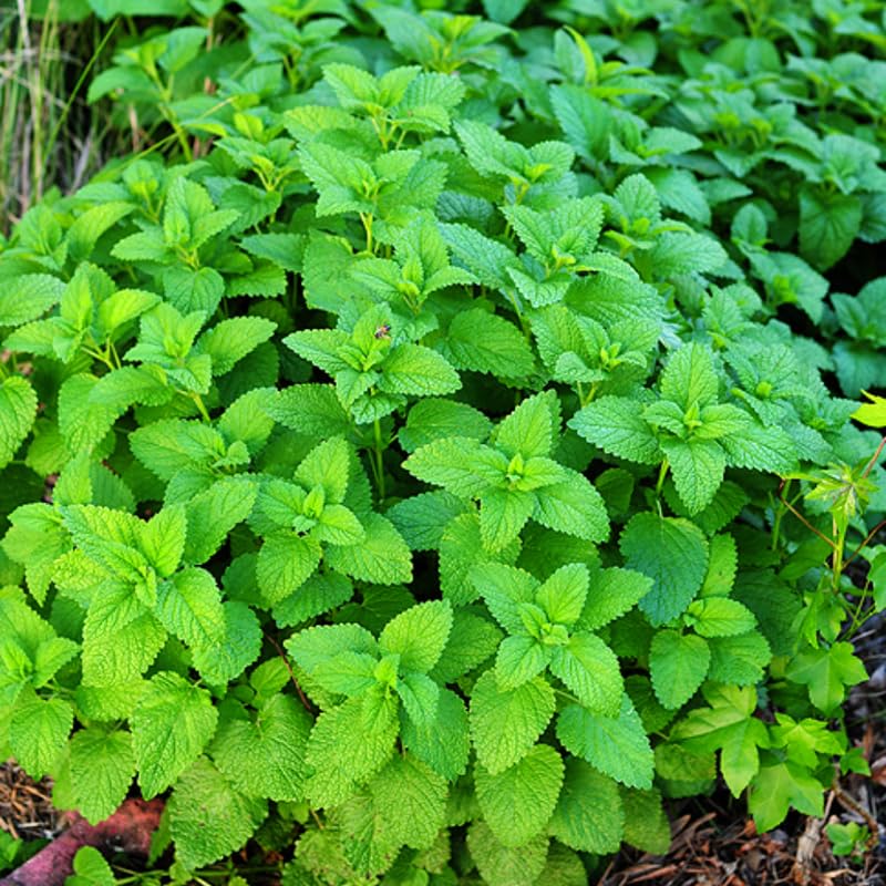 4 Lemon Balm Herb Plants, 5-9" Tall, Hardy Perennial Fragrant Lemon Herb for Pot, or Home Garden