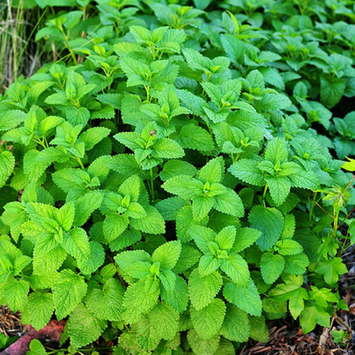 Set 3 Lemon Balm Plants Live, 5-9 Inch Tall, Fragrant Herb Plant for Indoor Outdoor Growing, Well-Rooted