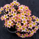 Oxalis Plant in 4'' Pot, 4-8'' Tall, Shamrock Flowers Plants, Perennial Flower Plants for Indoor and Outdoor Garden (Light Pink Oxalis)