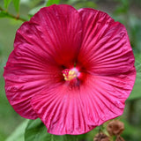 Set 2 Hibiscus Plants Live, Perennial Hibiscus Flower Trees 5-9 Inches, Outdoor Garden Planting
