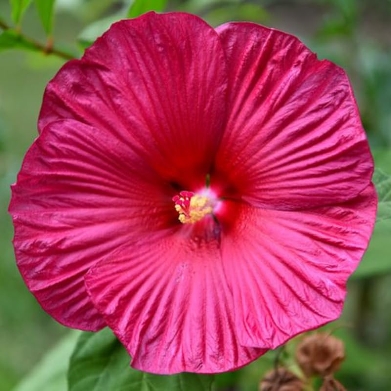 Set 2 Hibiscus Plants Live, Perennial Hibiscus Flower Trees 5-9 Inches, Outdoor Garden Planting