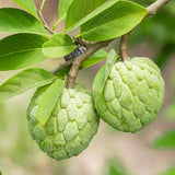 Sugar Apple Plant Live, 8 Inches Tall in 3 Inch Pot, Annona Squamosa Tropical Fruit Tree for Indoor or Outdoor Growing